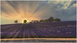 nury marc_plateau de valensole 81